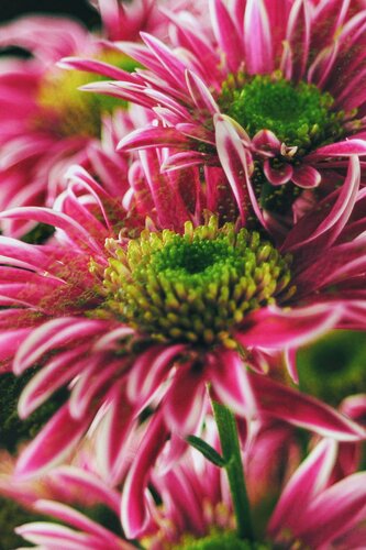 Saba Chrysanthemum.2 von Atsumi Takemoto, Fotografie kaufen auf Singulart