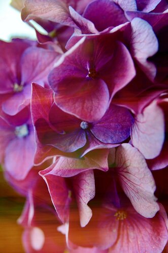 Awa Odori #20 di Atsumi Takemoto, Fotografia in vendita su Singulart