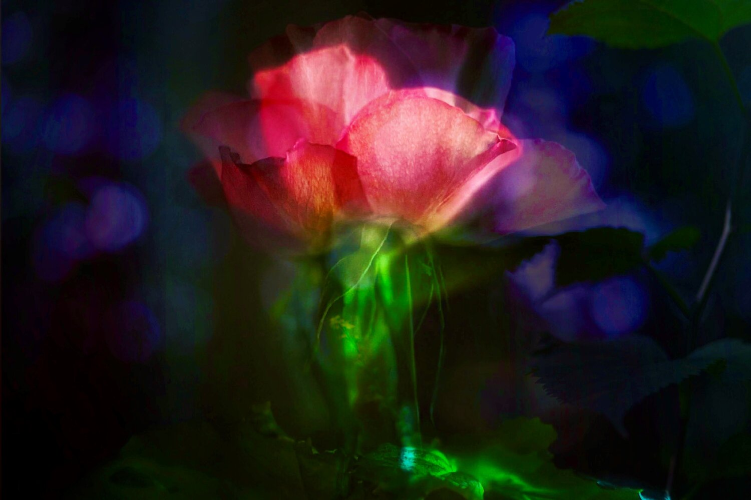 A single rose in a vase Atsumi Takemoto