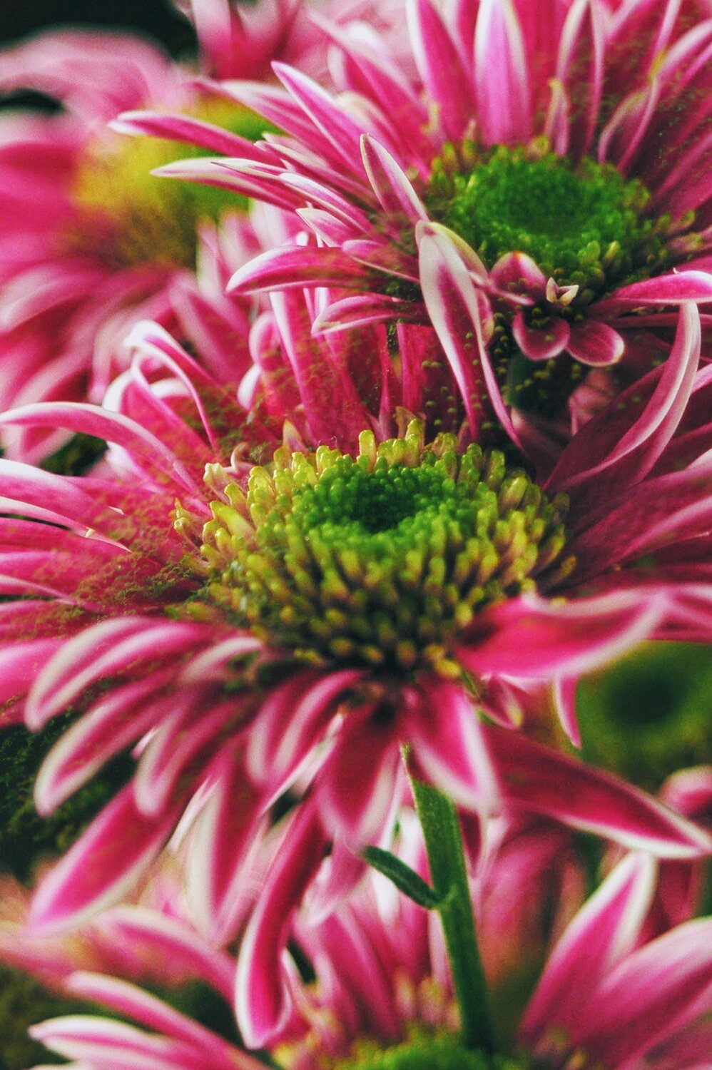 Saba Chrysanthemum.2 Atsumi Takemoto