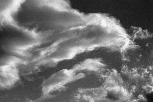 Come di velluto 2 van Alessio Miranda, Fotografie te koop op Singulart