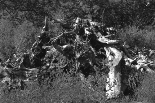 Ricerca nella Natura 3 (L'Armata) van Alessio Miranda, Fotografie te koop op Singulart