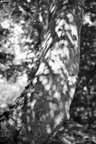 Ricerca nella Natura 4 van Alessio Miranda, Fotografie te koop op Singulart