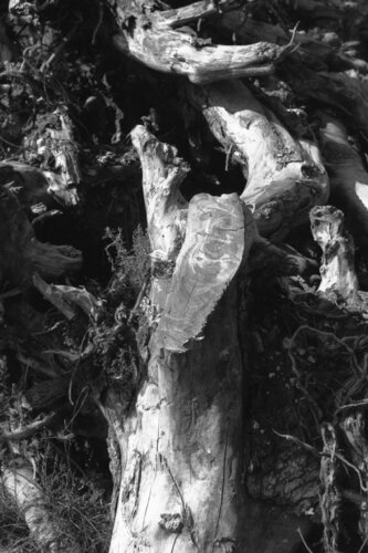 Ricerca nella Natura 5 di Alessio Miranda, Fotografia in vendita su Singulart
