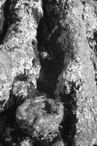 Ricerca nella Natura 6 di Alessio Miranda, Fotografia in vendita su Singulart