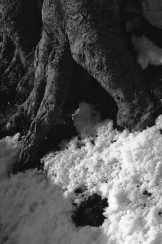 Ricerca nella Natura 7 von Alessio Miranda, Fotografie kaufen auf Singulart