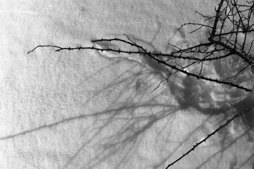 Ricerca nella Natura 8 di Alessio Miranda, Fotografia in vendita su Singulart