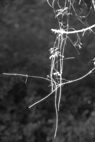 Ricerca nella Natura 10 di Alessio Miranda, Fotografia in vendita su Singulart