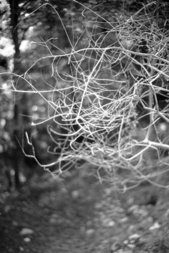Ricerca nella Natura 12 (Ghirigori) di Alessio Miranda, Fotografia in vendita su Singulart
