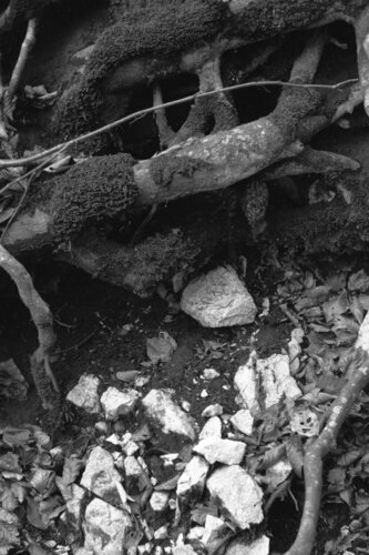 Ricerca nella Natura 14 di Alessio Miranda, Fotografia in vendita su Singulart
