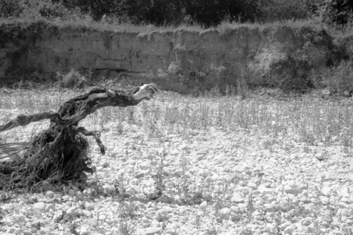 Ricerca nella Natura 16 (Il Trascinatore) Alessio Miranda