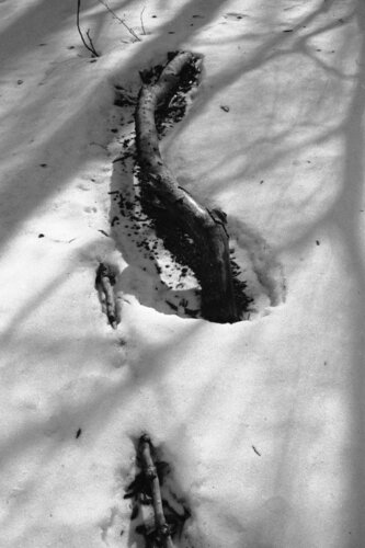 Ricerca nella Natura 22 von Alessio Miranda, Fotografie kaufen auf Singulart