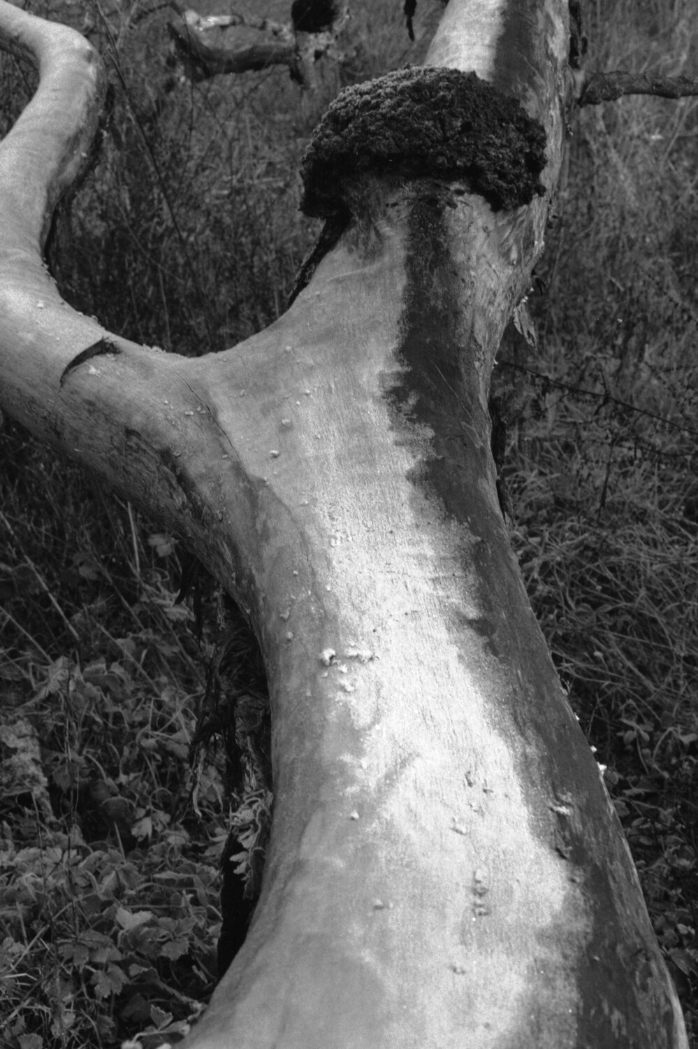 Ricerca nella Natura 1 Alessio Miranda
