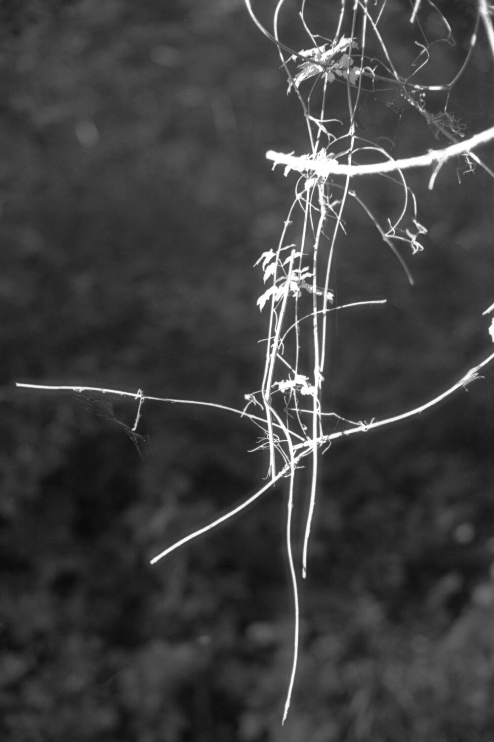 Ricerca nella Natura 10 Alessio Miranda