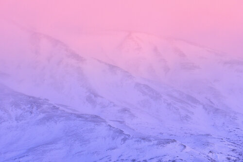 Rose von Frédéric Demeuse, Fotografie kaufen auf Singulart