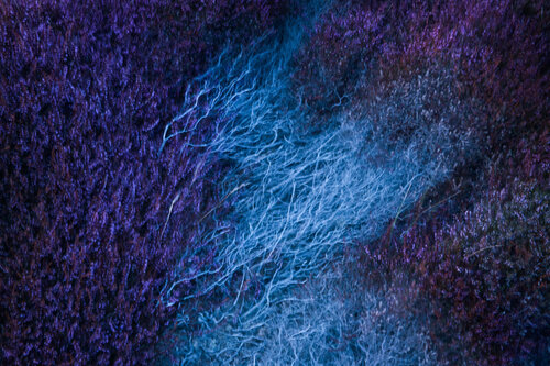 Pourpre von Frédéric Demeuse, Fotografie kaufen auf Singulart