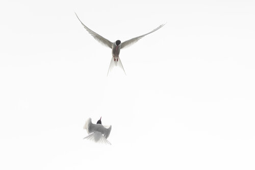 Ballet arctique von Frédéric Demeuse, Fotografie kaufen auf Singulart