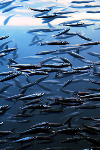 Fluir von Salva Nebot, Fotografie kaufen auf Singulart