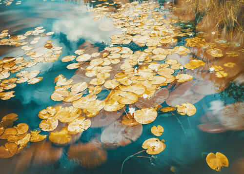 Dutch nenúfares di Jorge Omeñaca, Fotografia in vendita su Singulart