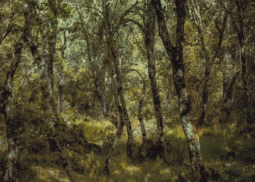Dark jungle von Jorge Omeñaca, Fotografie kaufen auf Singulart