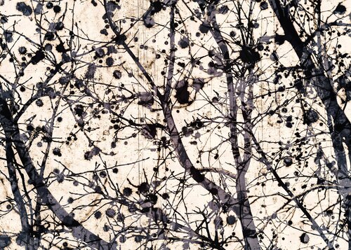 Pollock tree Jorge Omeñaca