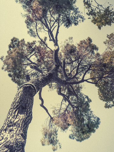 Pinus Pinea di Jorge Omeñaca, Fotografia in vendita su Singulart