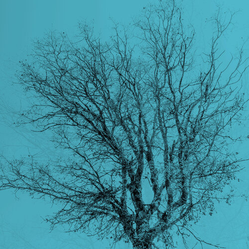 Árbol especular di Jorge Omeñaca, Fotografia in vendita su Singulart