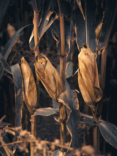 La material de la que está hecha el hombre von Jorge Omeñaca, Fotografie kaufen auf Singulart
