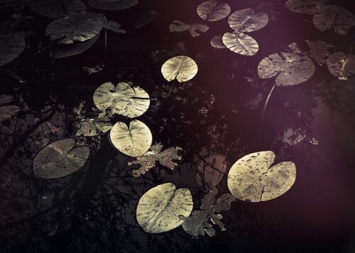 Gold nenufares von Jorge Omeñaca, Fotografie kaufen auf Singulart