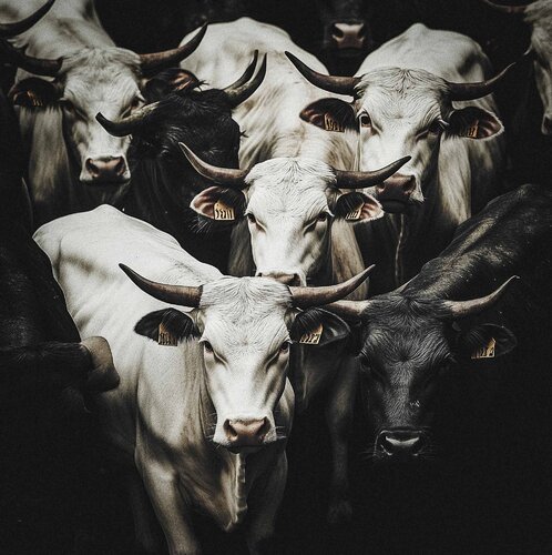 The blacks and the whites von Jorge Omeñaca, Fotografie kaufen auf Singulart