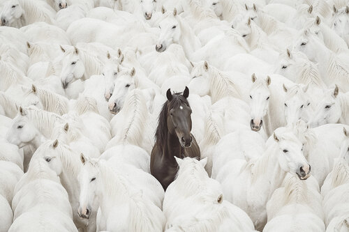 The special one von Jorge Omeñaca, Fotografie kaufen auf Singulart