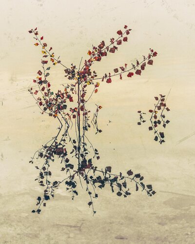 Nebula flora di Jorge Omeñaca, Fotografia in vendita su Singulart