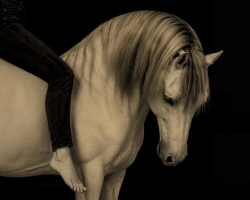 De lo que se esconde la tortuga by Jorge Omeñaca, Photography for Sale on Singulart