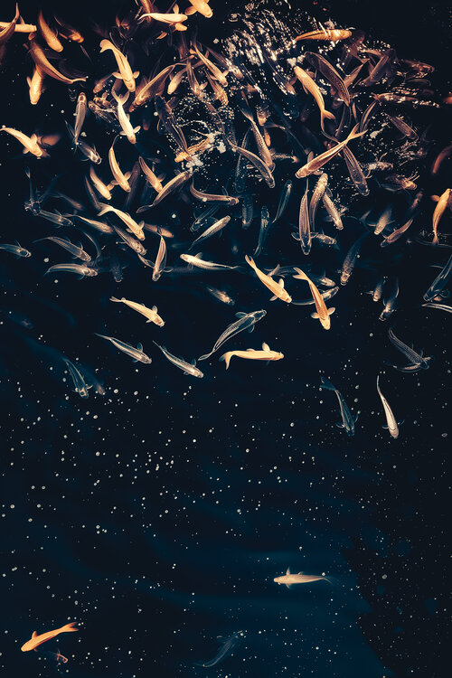 Fish constellatio Jorge Omeñaca