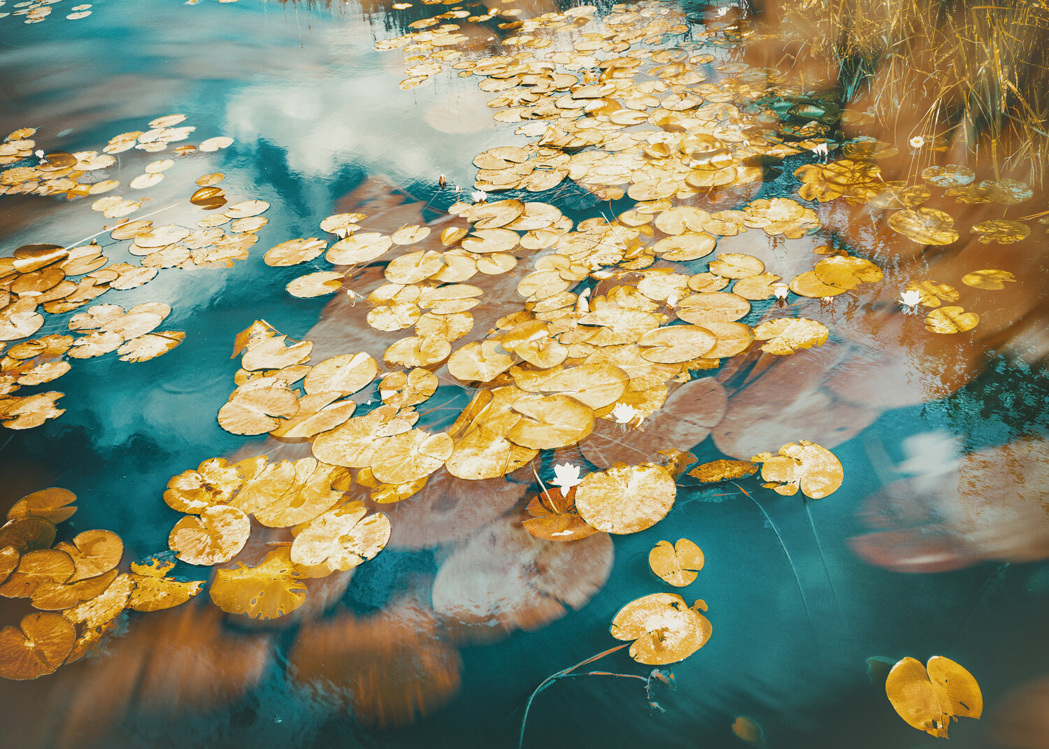 Dutch nenúfares Jorge Omeñaca