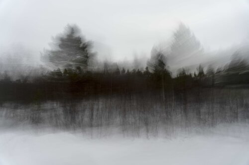 foret noir by Riego van Wersch, 사진 for Sale on Singulart