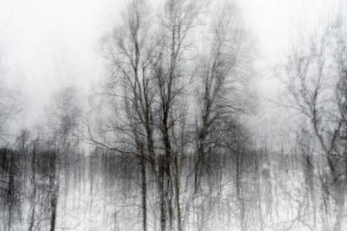 foret noir 2 di Riego van Wersch, Fotografia in vendita su Singulart