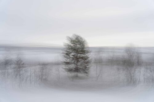 tree alone by Riego van Wersch, 사진 for Sale on Singulart