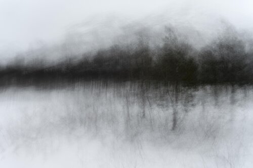 foret noir 3 by Riego van Wersch, 사진 for Sale on Singulart