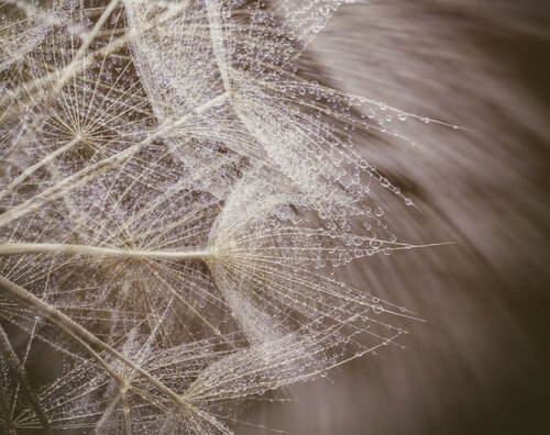 Diente de León: La Danza de la Delicadeza by Crissial, 사진 for Sale on Singulart