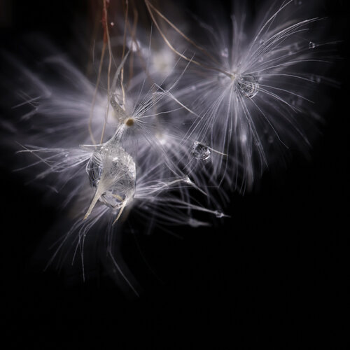 "Un Baile en el Rocío: El Diente de León en Close-Up" by Crissial, 사진 for Sale on Singulart