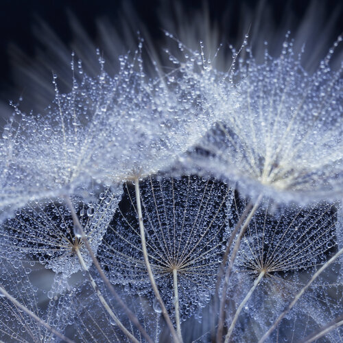 "Un Baile en el Rocío: El Diente de León en Close-Up" by Crissial, 사진 for Sale on Singulart