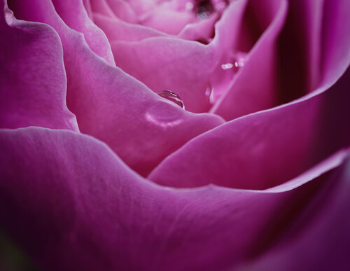 "Lágrimas de Rosa" by Crissial, 사진 for Sale on Singulart