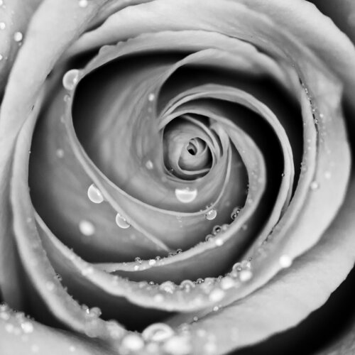 Rose spiral by Crissial, 사진 for Sale on Singulart