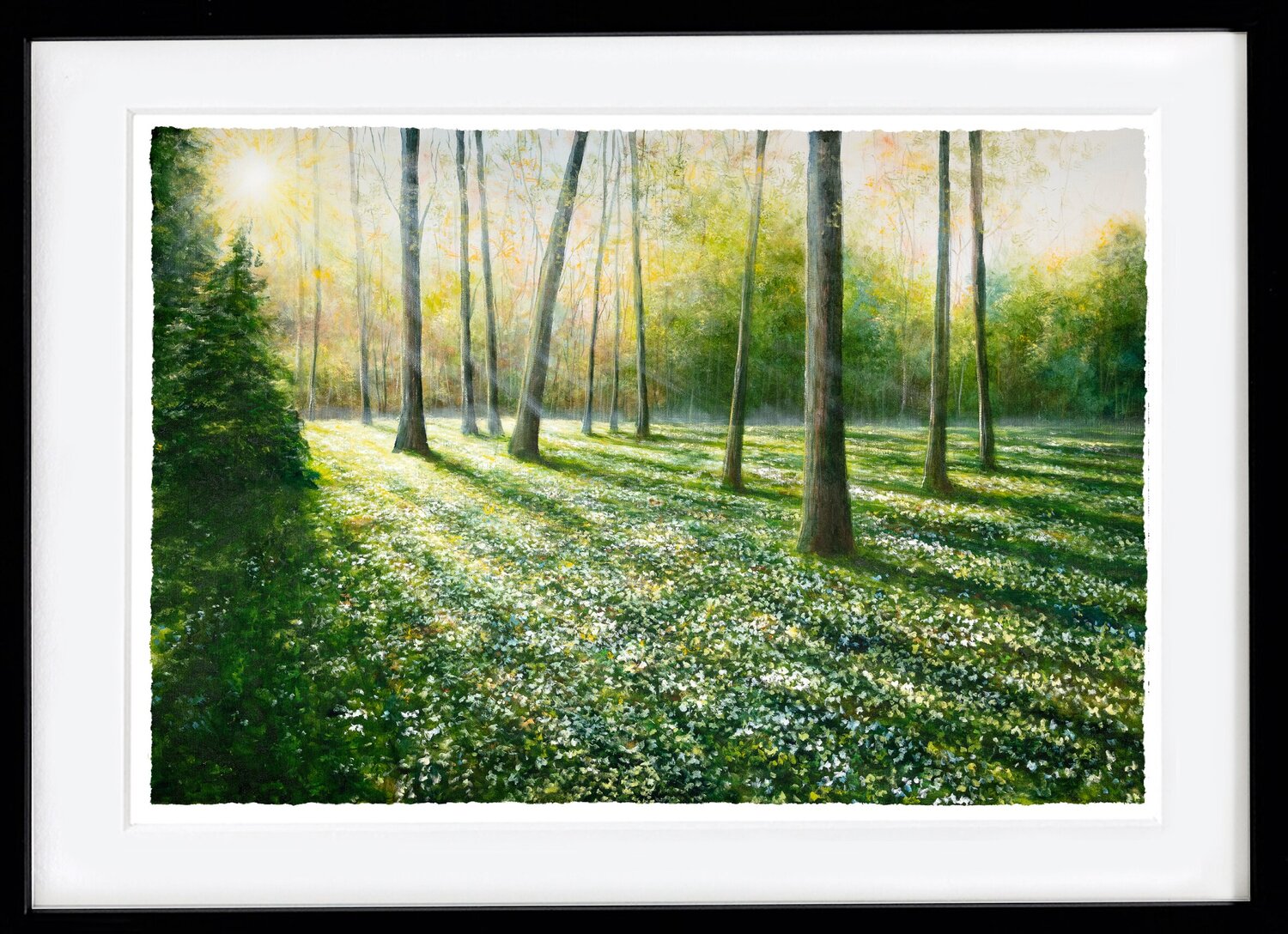 Wood anemones Magnus Larsson