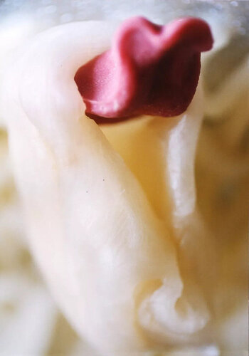 Untitled (Tongue, Warm, Close-up, Soft) di Unknown Artist, Fotografia in vendita su Singulart
