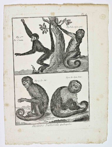 Monkeys (Le Coaita; Le Sajou gris; Le Sajou brun; Le Sai) van Unknown Artist, Afdruk te koop op Singulart