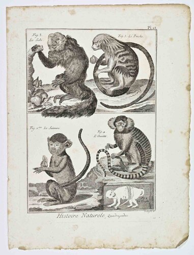 Monkeys par Unknown Artist, Édition en vente sur Singulart