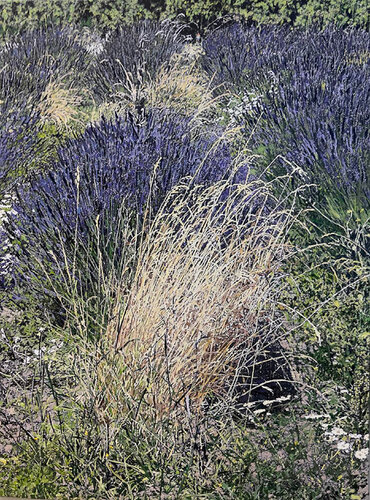 San Juan Lavender II by Marjorie Moskowitz, Painting for Sale on Singulart