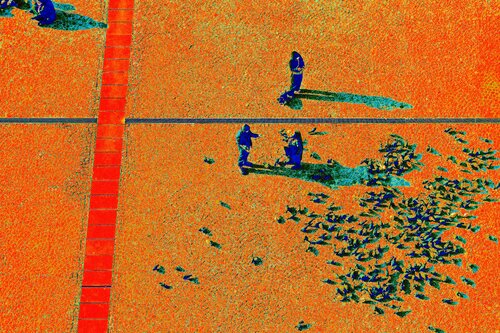 Les pigeons CHRISTIAN GOETGHEBEUR